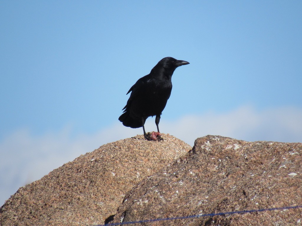 American Crow - ML616741135