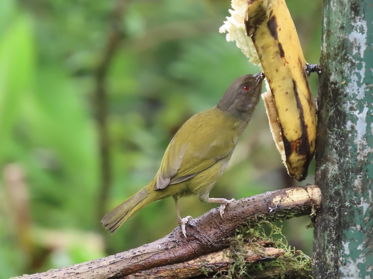 Dusky Chlorospingus - Marjorie Watson