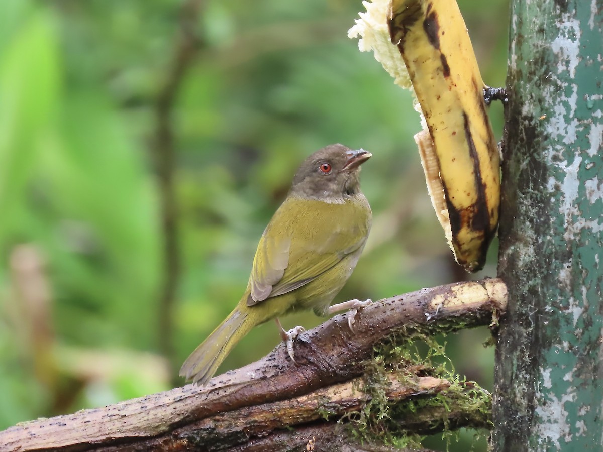 Dusky Chlorospingus - Marjorie Watson