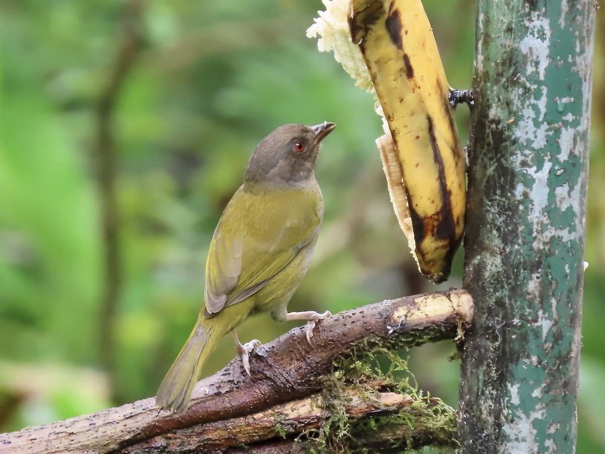 Dusky Chlorospingus - Marjorie Watson