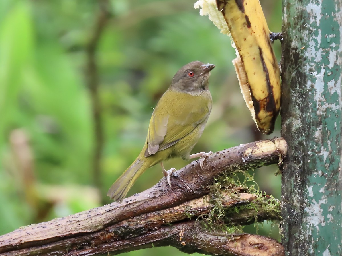 Dusky Chlorospingus - Marjorie Watson