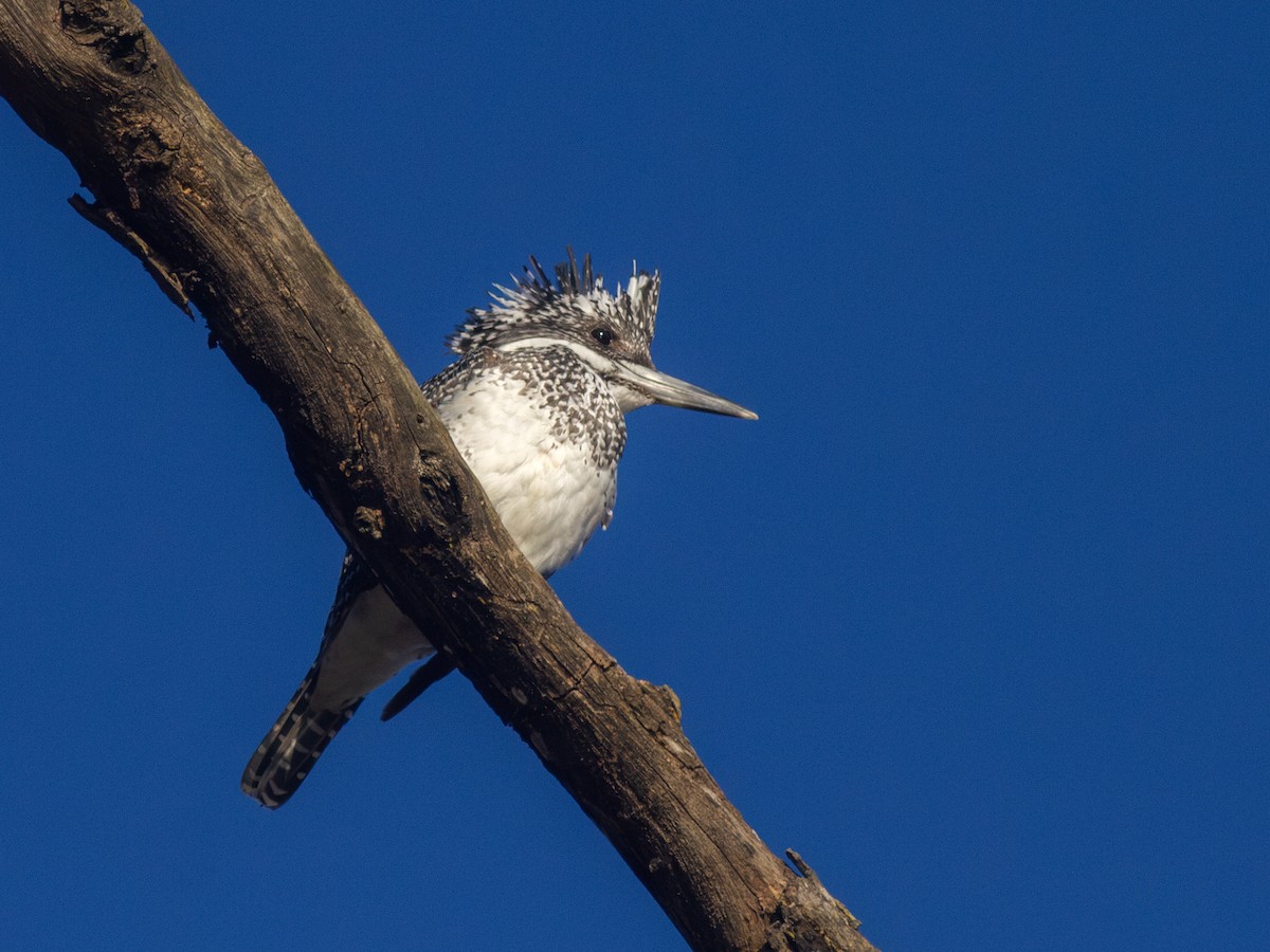 Crested Kingfisher - ML616741246