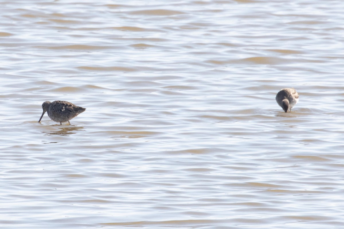 Long-billed Dowitcher - dan davis