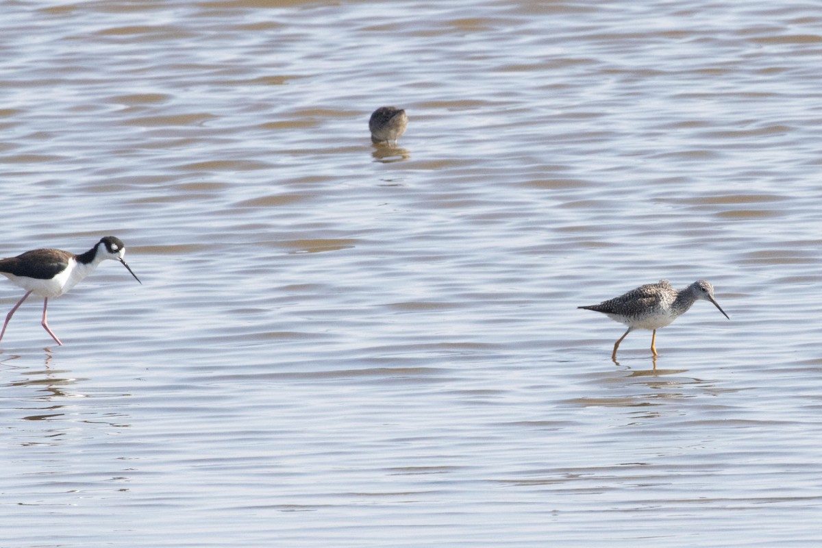 Greater Yellowlegs - ML616741298