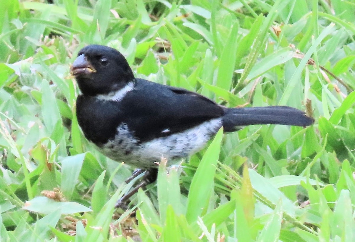 Variable Seedeater - Jennifer McKown