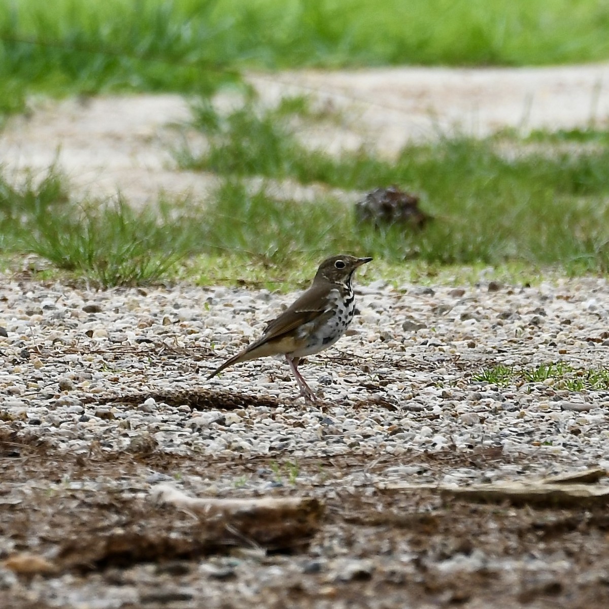 Hermit Thrush - ML616741333