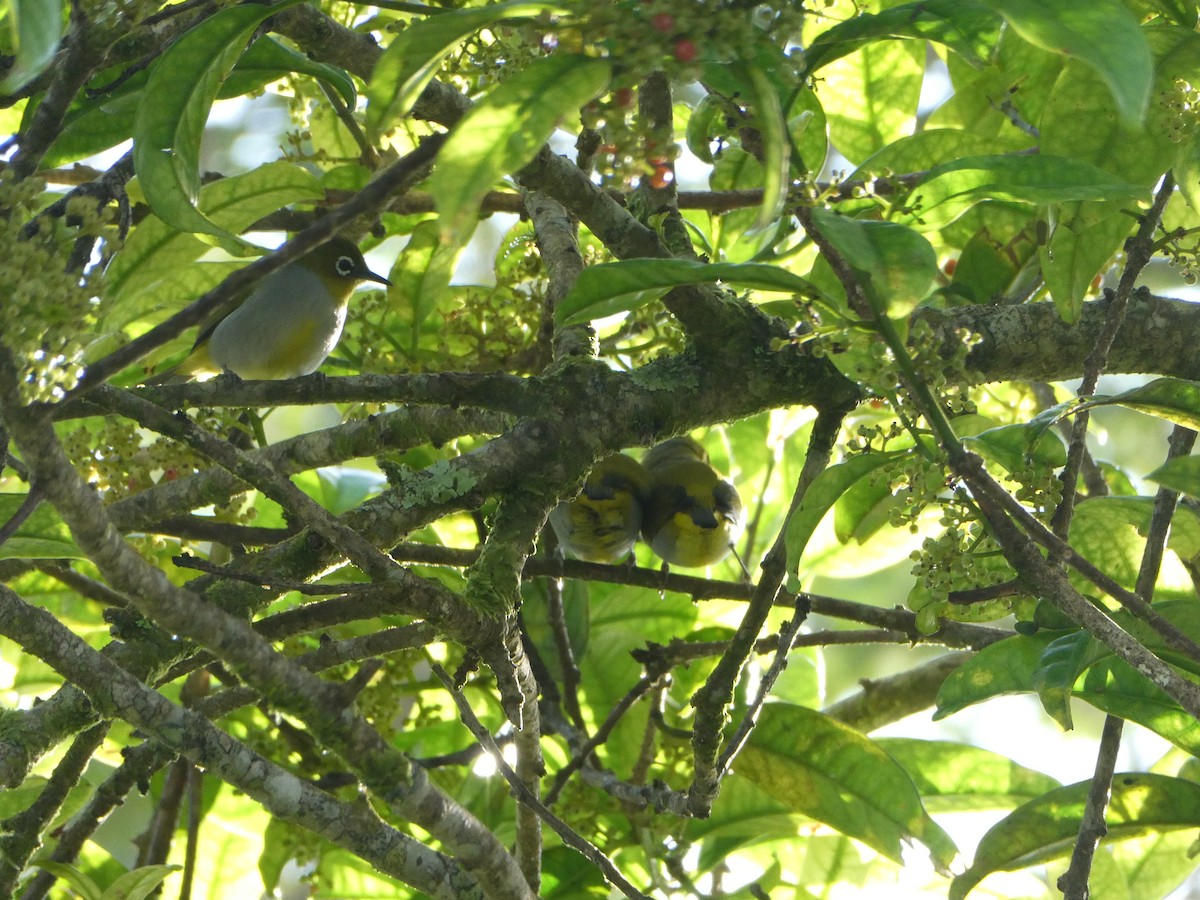 Hume's White-eye - Julie-ann Bauer