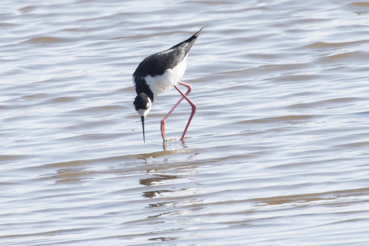 Black-necked Stilt - ML616741346