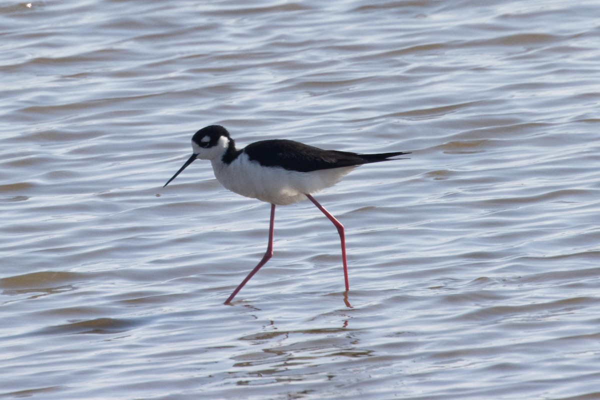 Black-necked Stilt - ML616741347