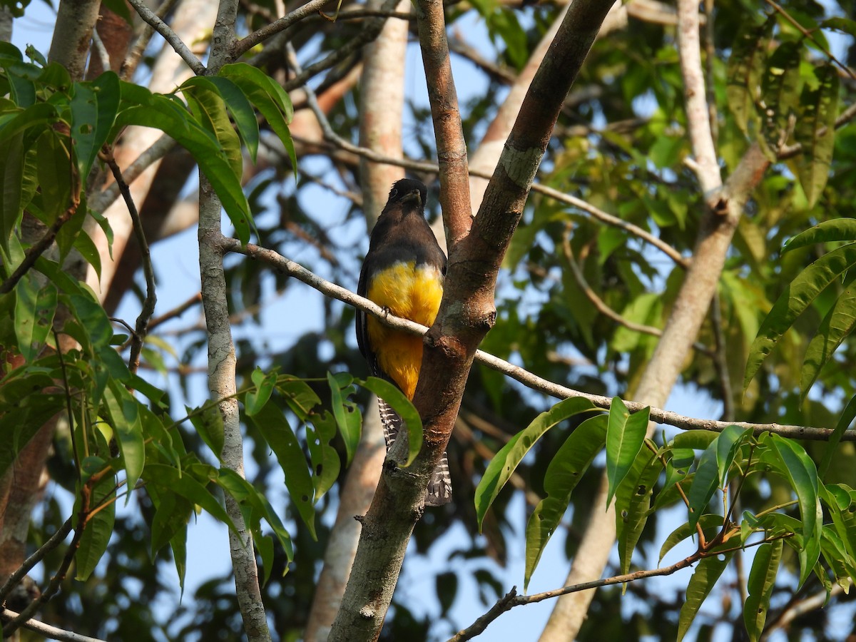 trogon zelenohřbetý - ML616741374