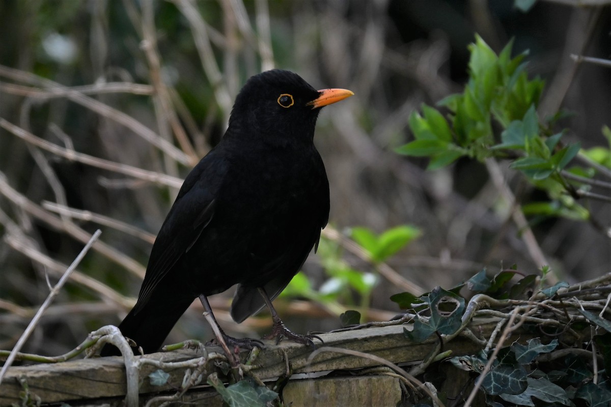 Eurasian Blackbird - Gillian  Richards