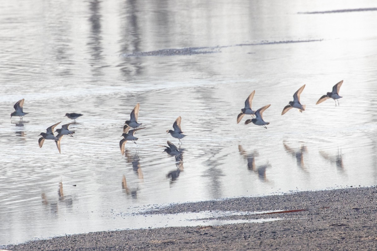 Baird's Sandpiper - ML616741390