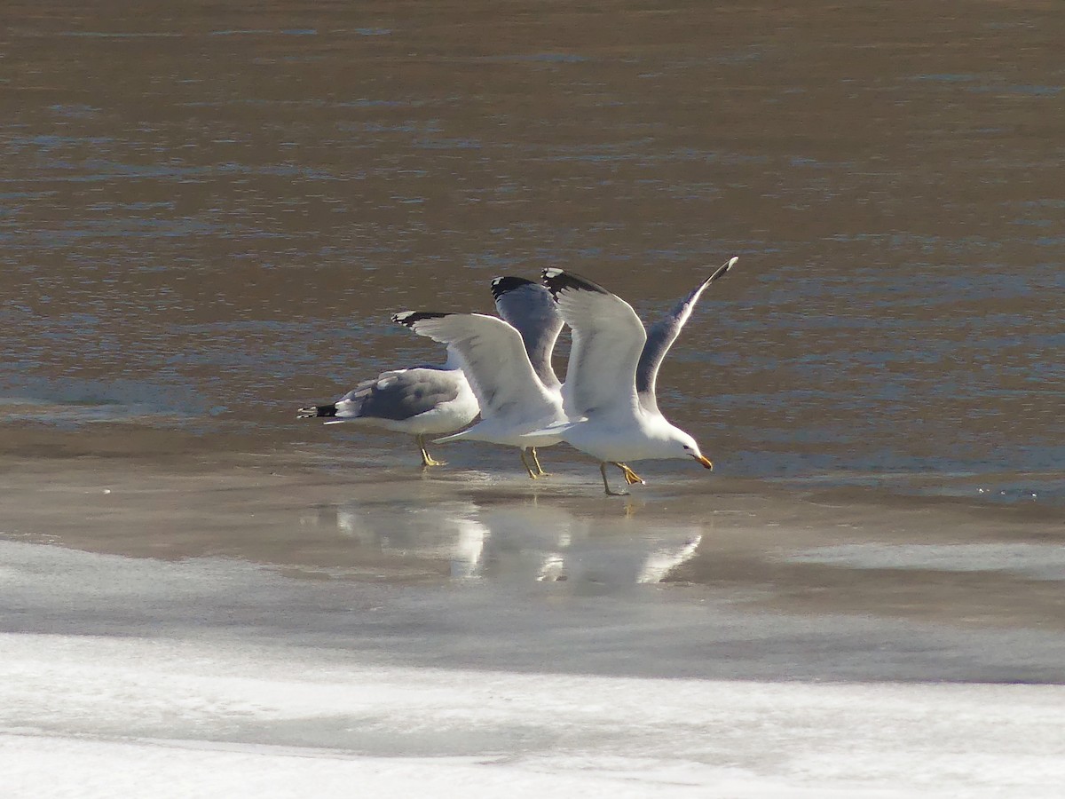 California Gull - ML616741397