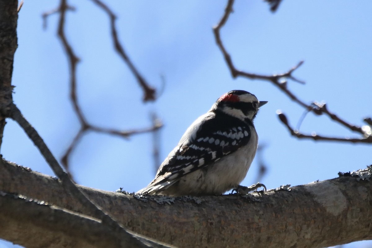 Yumuşak Tüylü Ağaçkakan (pubescens/medianus) - ML616741431