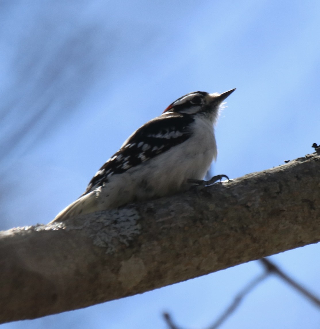 Yumuşak Tüylü Ağaçkakan (pubescens/medianus) - ML616741432