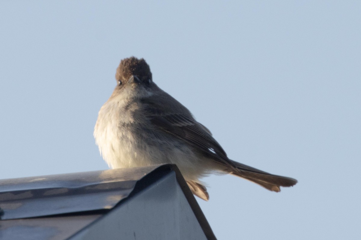 Eastern Phoebe - ML616741435