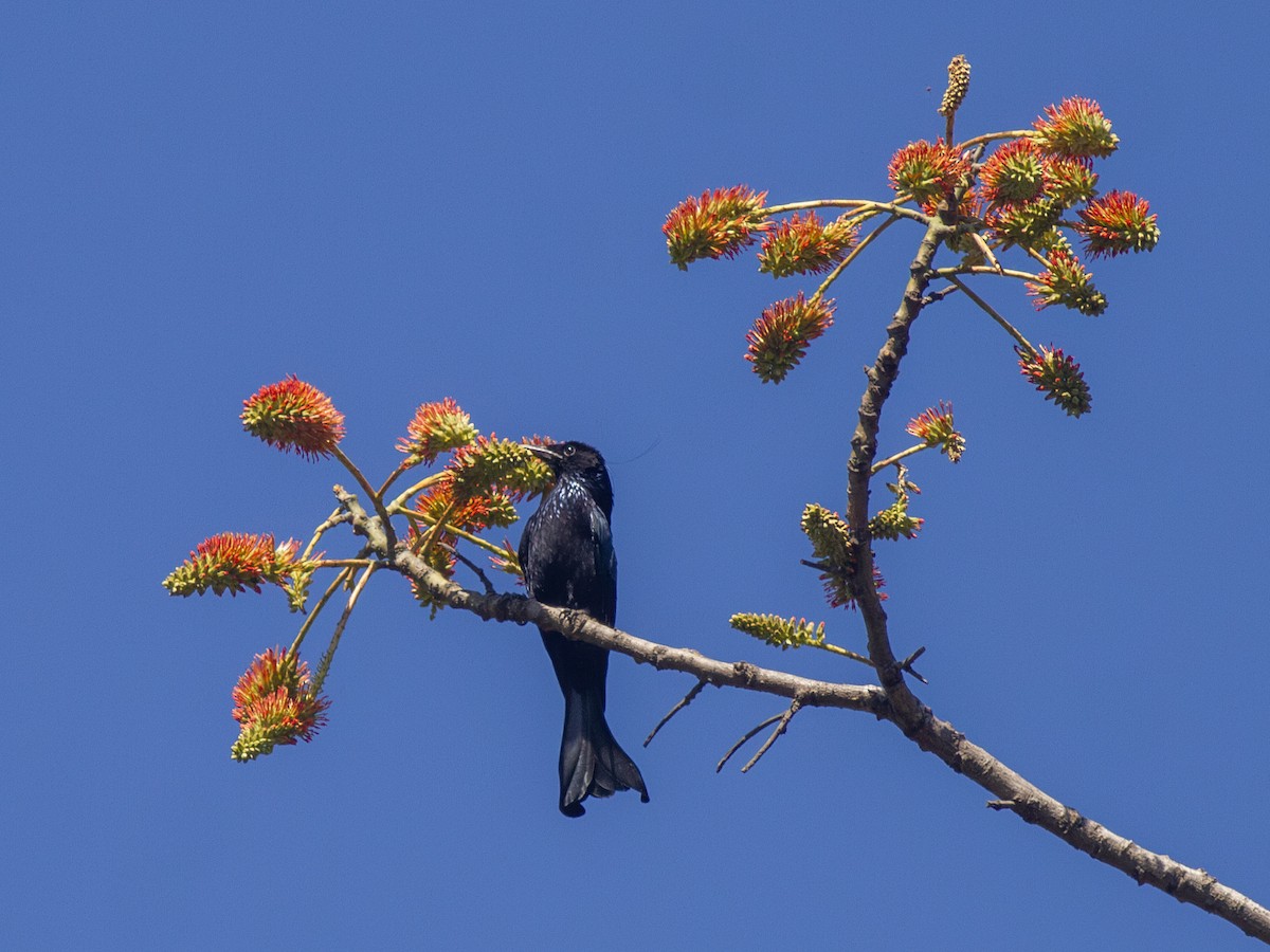 Hair-crested Drongo - ML616741440