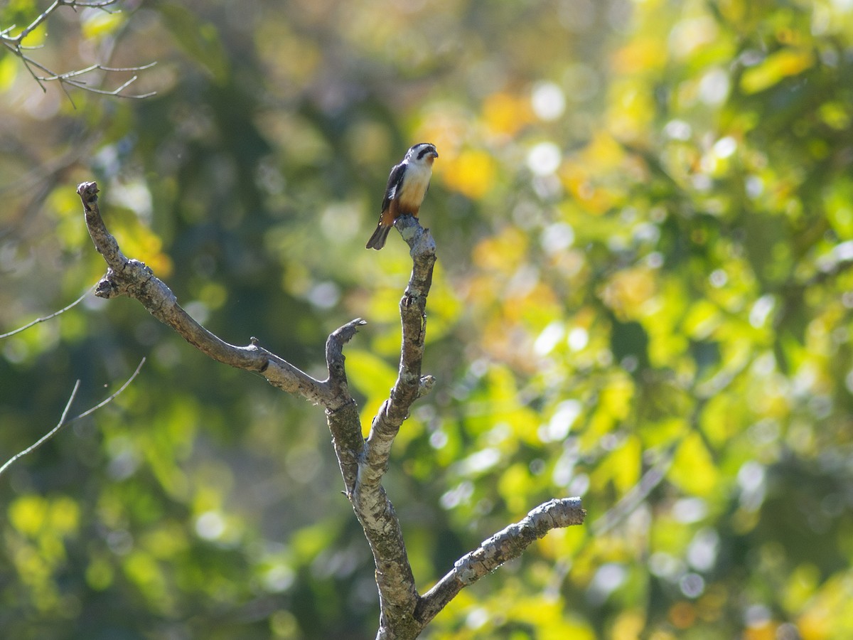 Collared Falconet - ML616741449