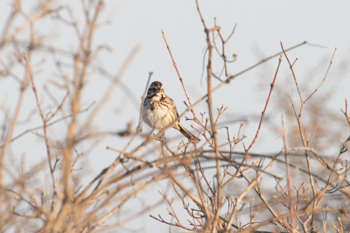 Song Sparrow - ML616741457