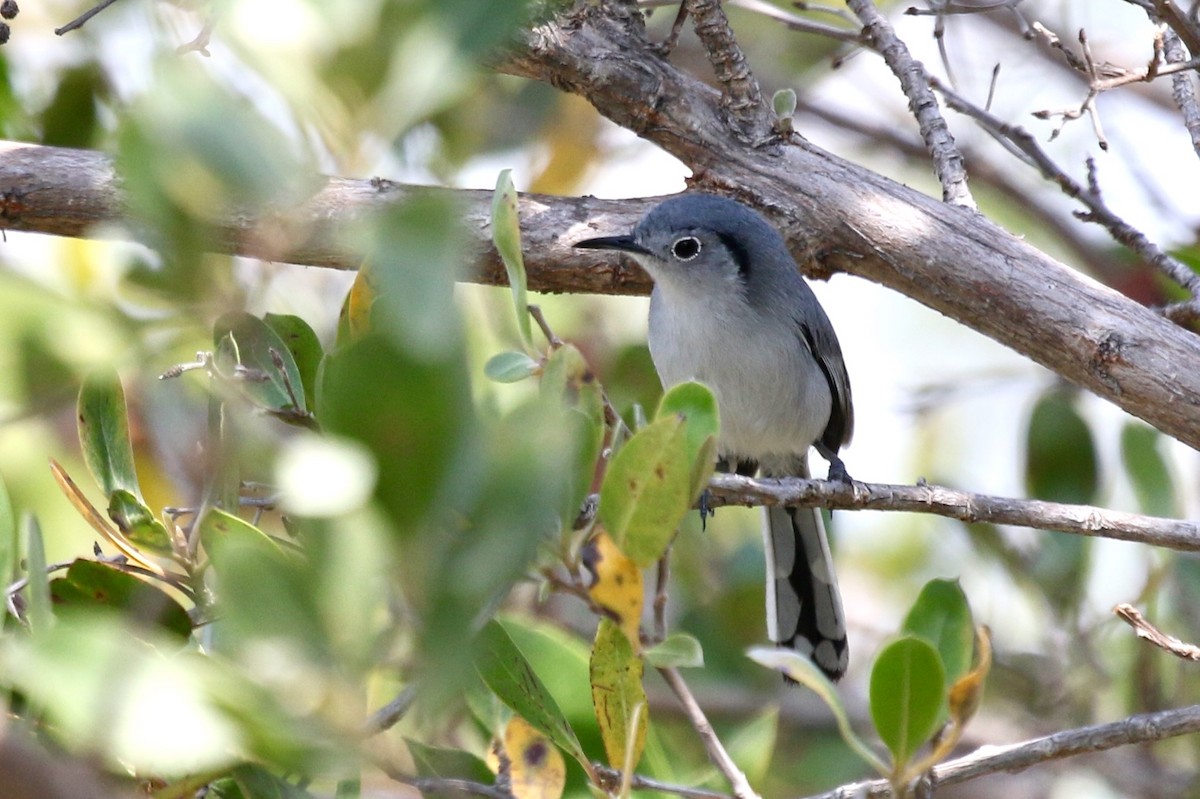 Cuban Gnatcatcher - ML616741469