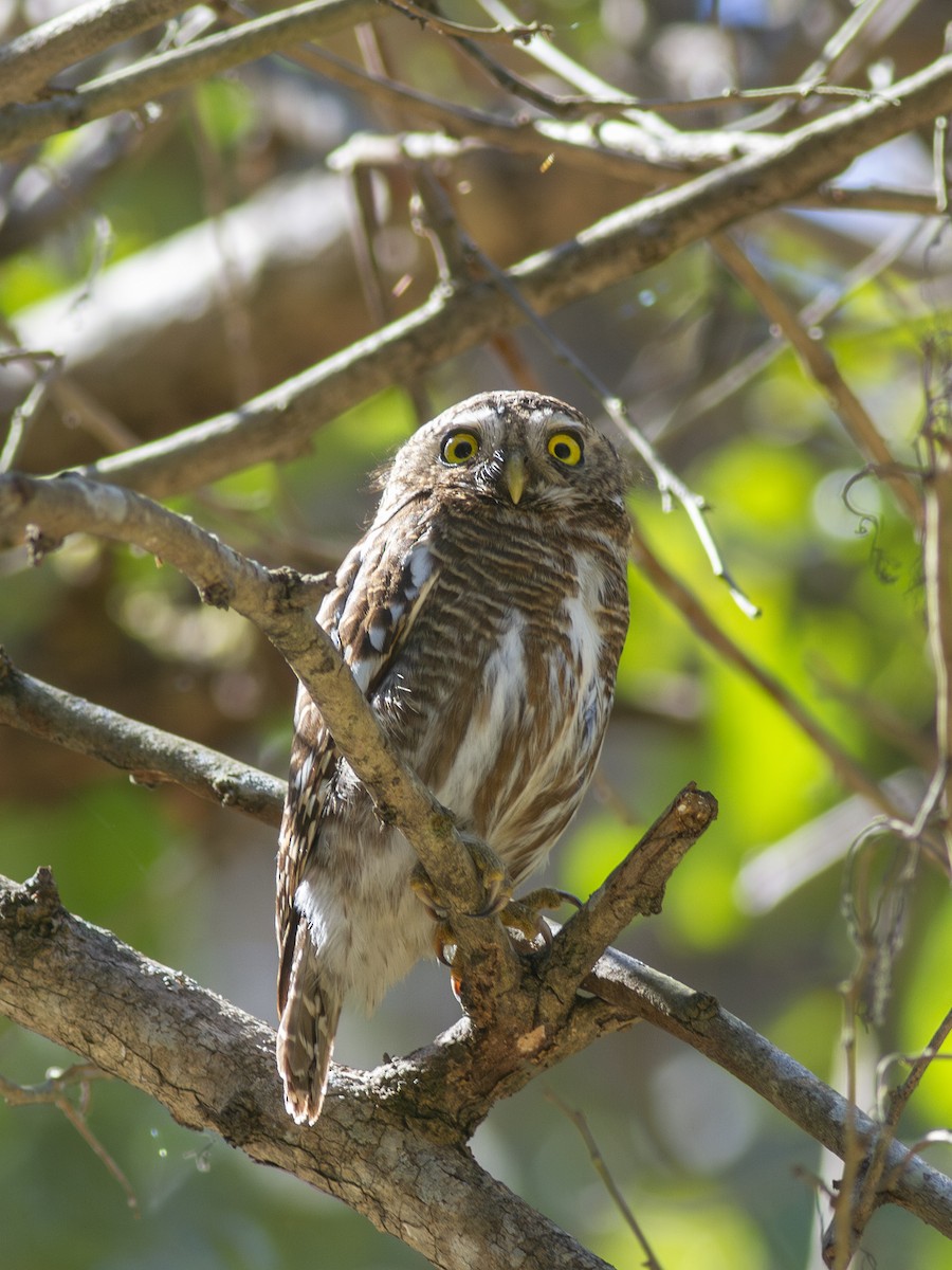 Asian Barred Owlet - ML616741487