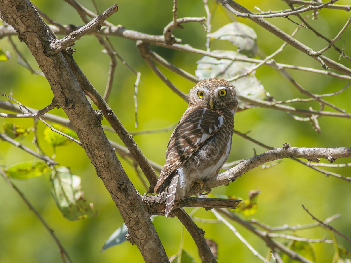 Asian Barred Owlet - ML616741488