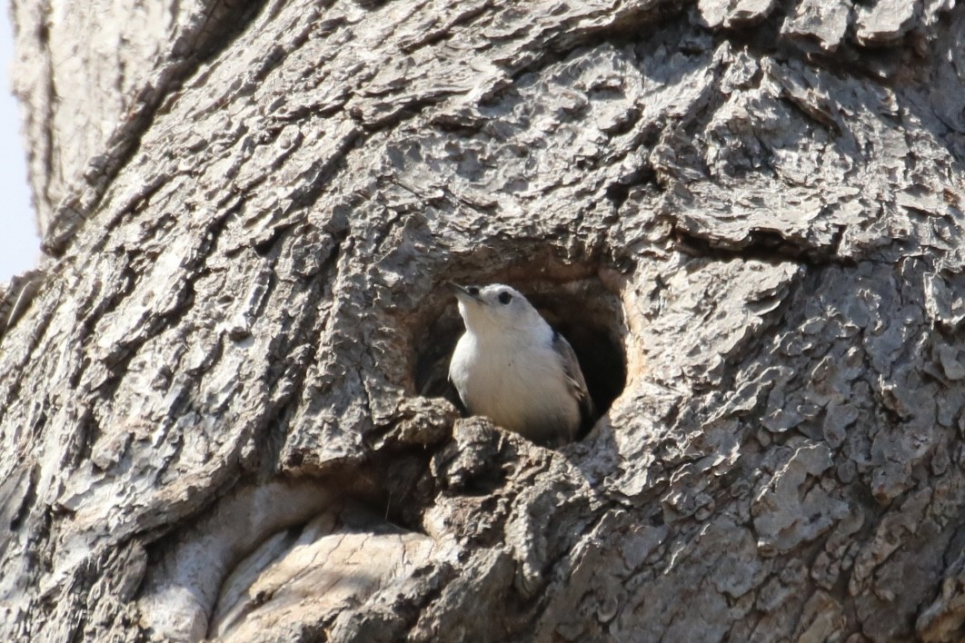 Beyaz Göğüslü Sıvacı (carolinensis) - ML616741511