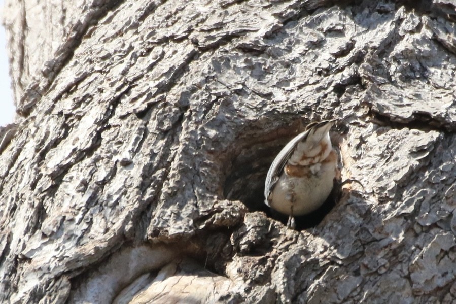 Beyaz Göğüslü Sıvacı (carolinensis) - ML616741512