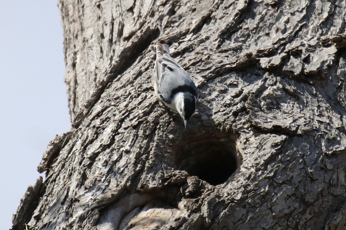 Beyaz Göğüslü Sıvacı (carolinensis) - ML616741515