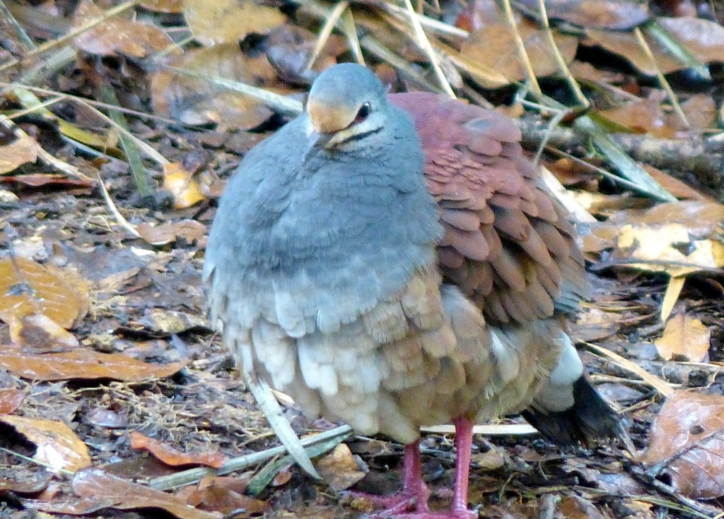 Buff-fronted Quail-Dove - ML616741519