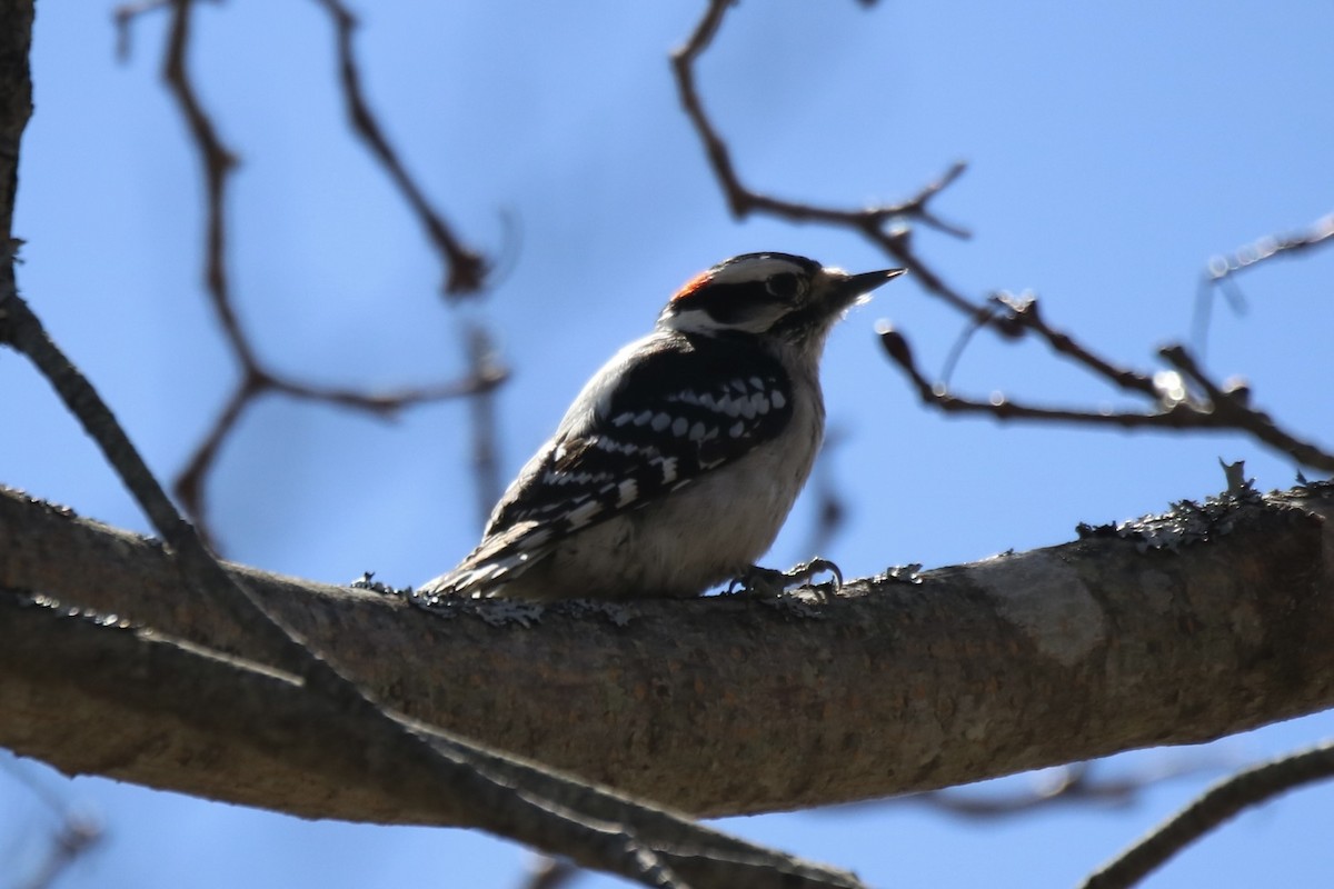 Yumuşak Tüylü Ağaçkakan (pubescens/medianus) - ML616741538