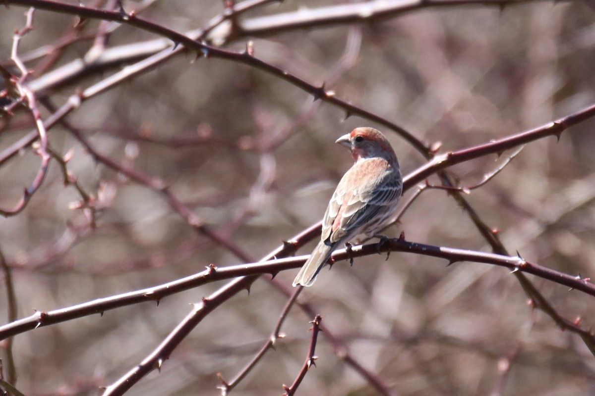 House Finch - ML616741565