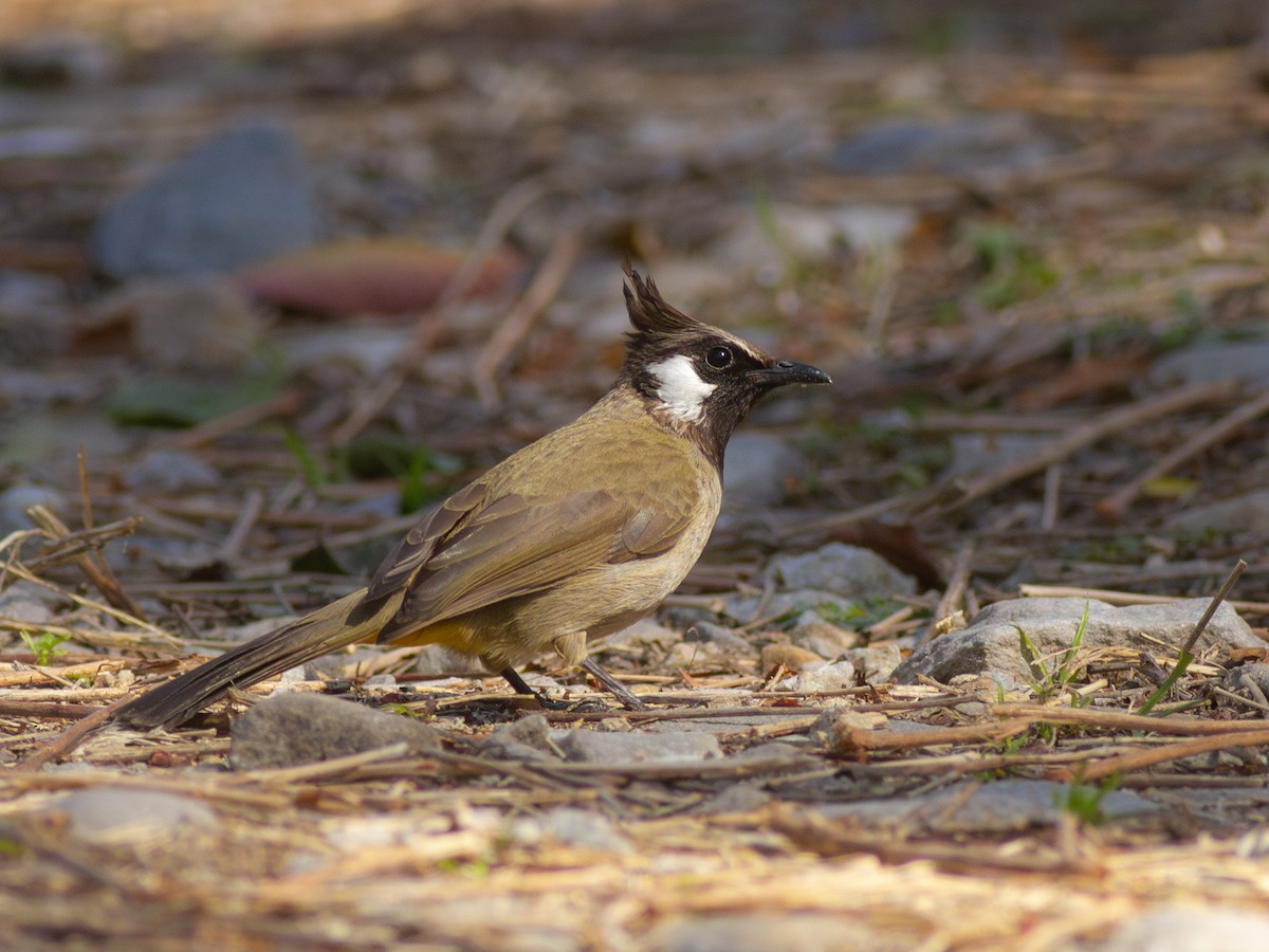 Himalayan Bulbul - Zsombor Károlyi