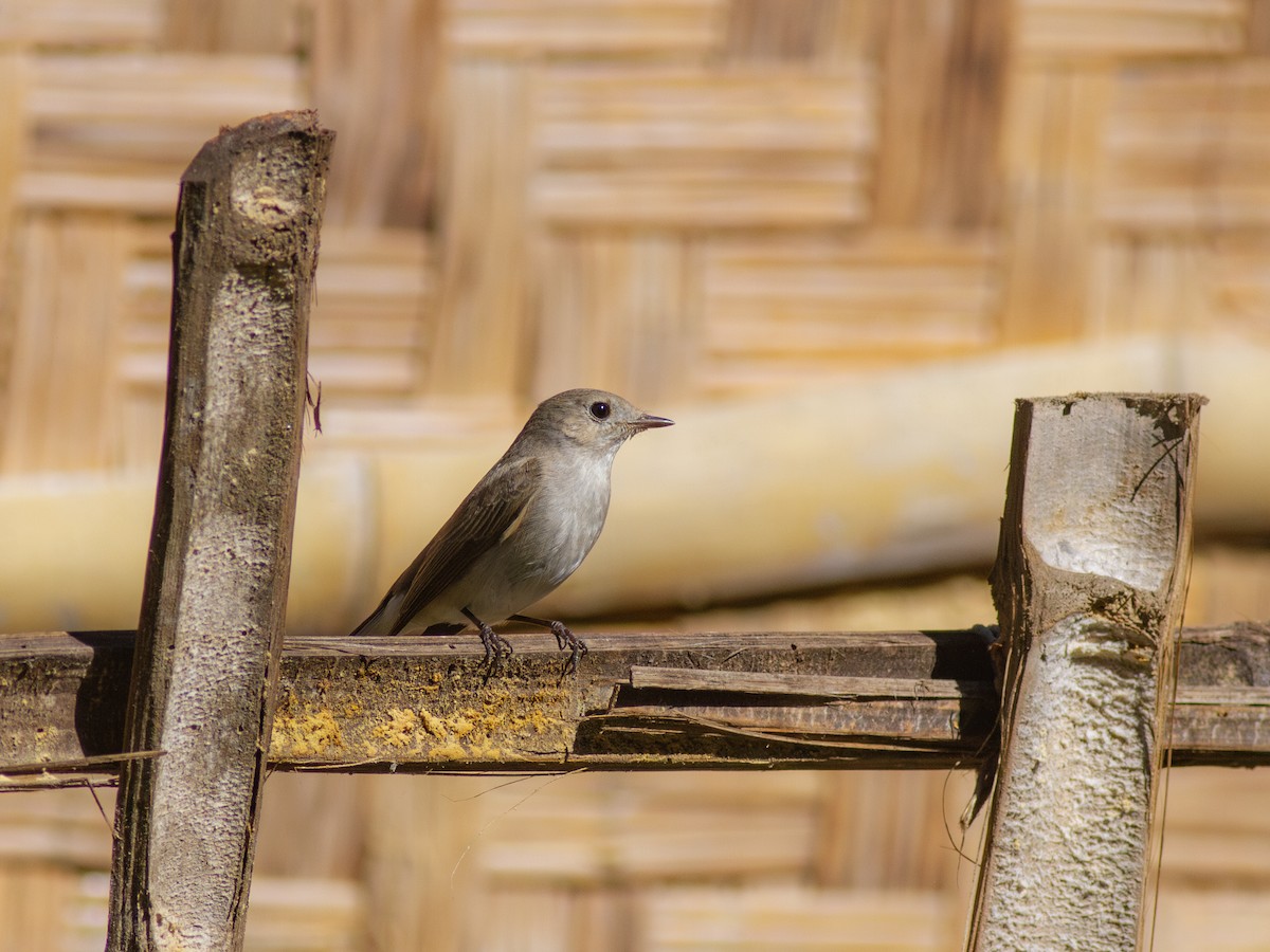 Taiga Flycatcher - ML616741575