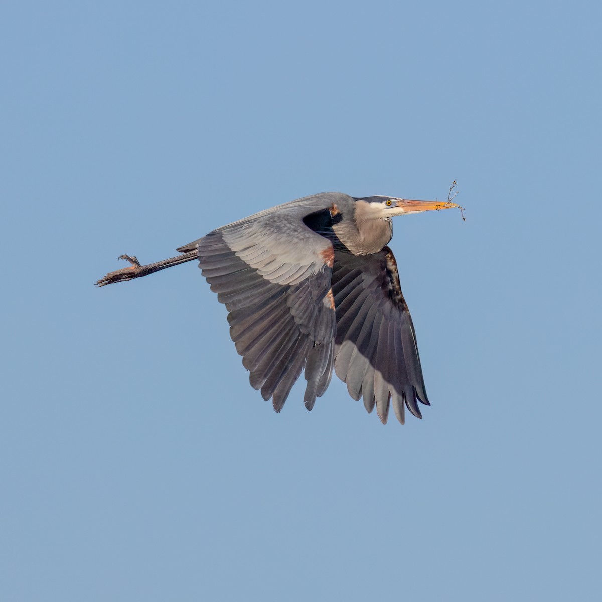 Great Blue Heron - Mary Louise