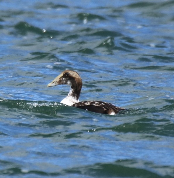 Common Eider (Dresser's) - Kelly Krechmer