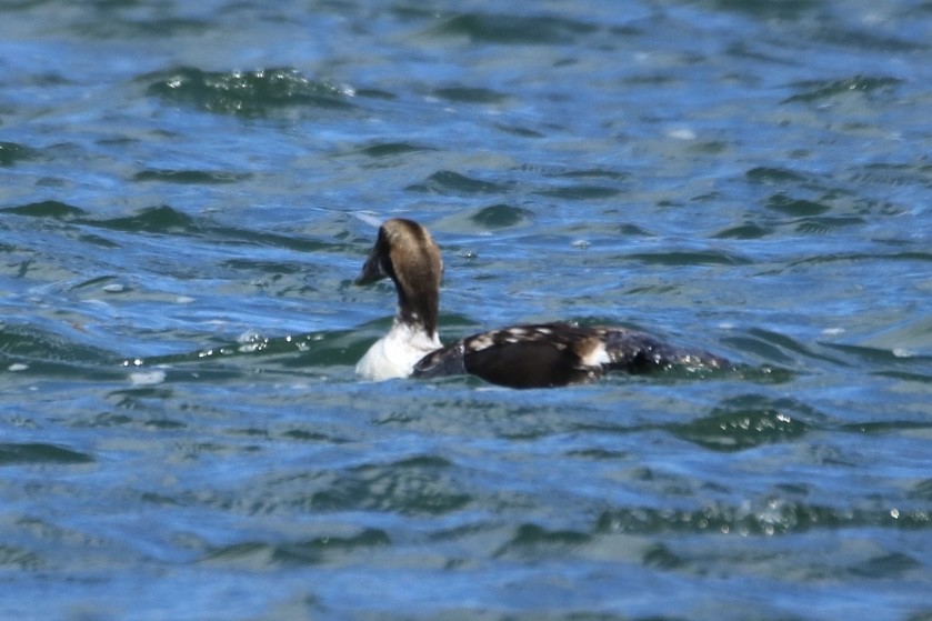 Common Eider (Dresser's) - Kelly Krechmer