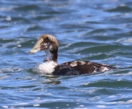 Common Eider (Dresser's) - Kelly Krechmer