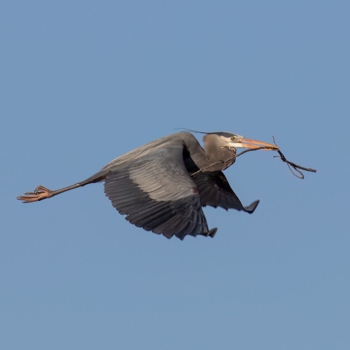 Great Blue Heron - Mary Louise