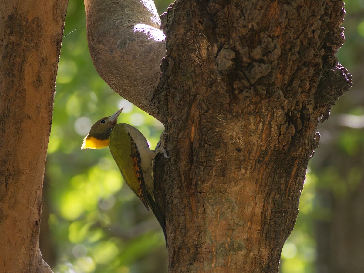 Greater Yellownape - ML616741654