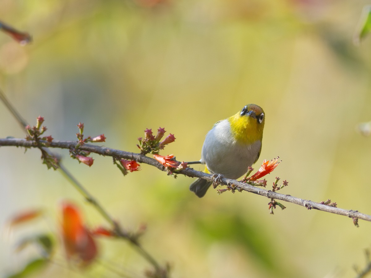 Indian White-eye - ML616741666