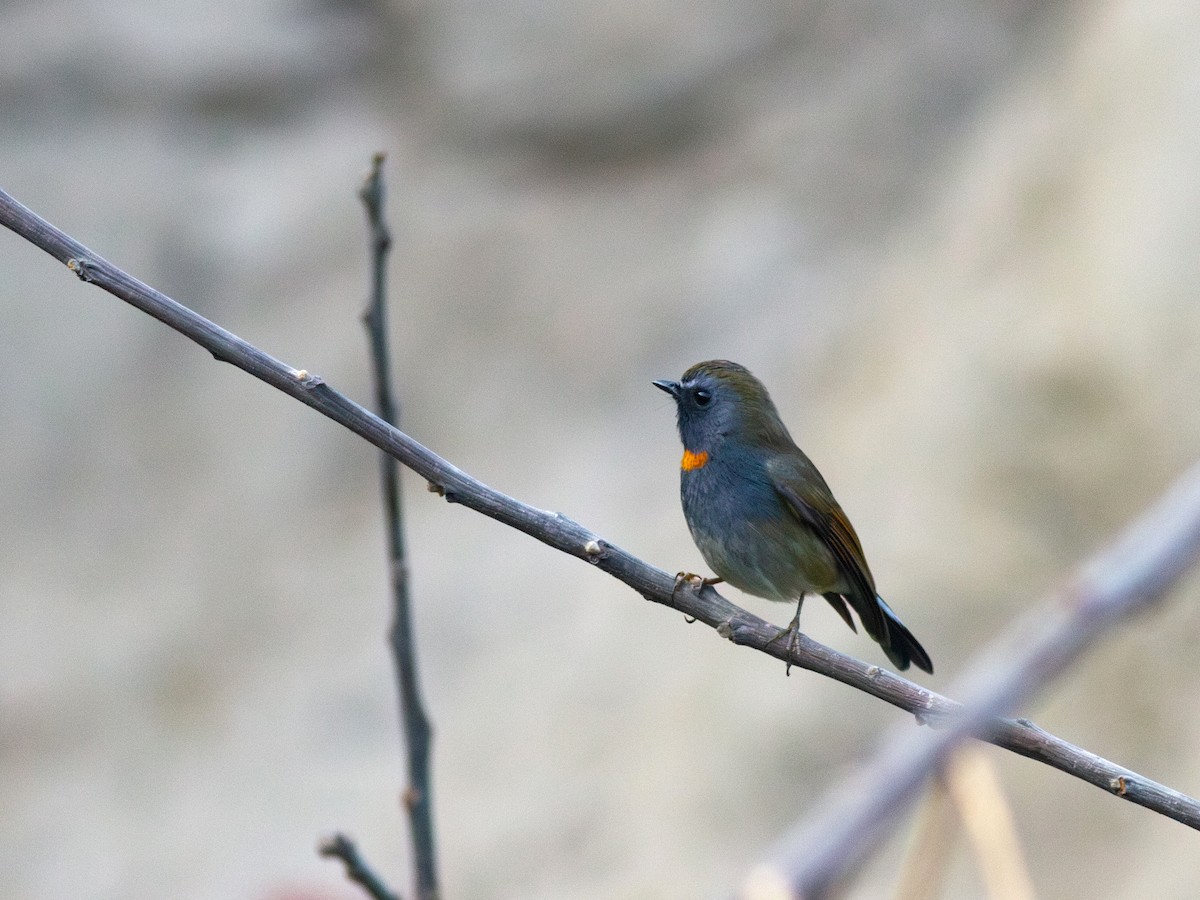 Rufous-gorgeted Flycatcher - ML616741673