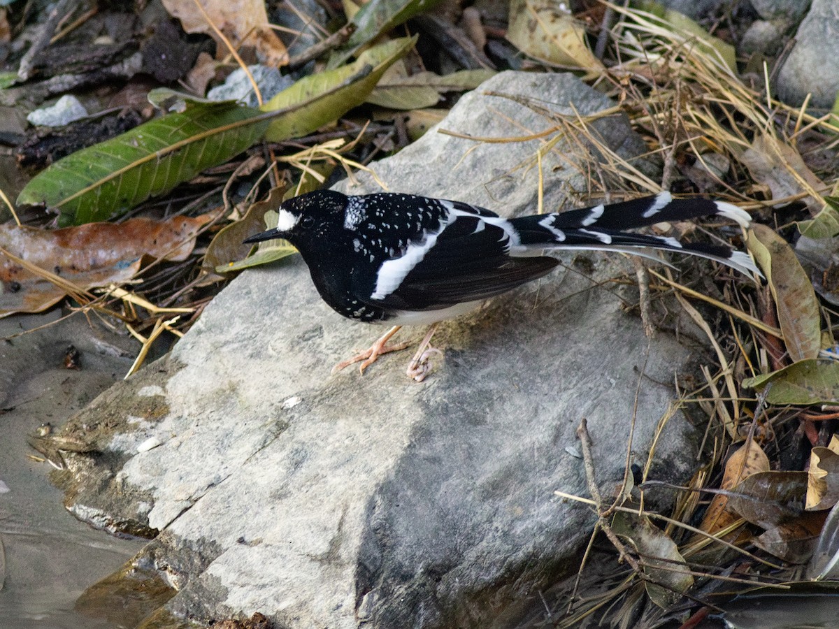 Spotted Forktail - ML616741678
