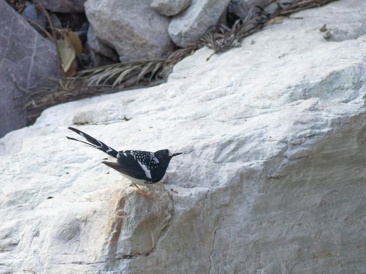 Spotted Forktail - ML616741679