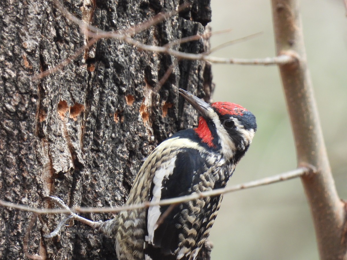 Yellow-bellied Sapsucker - ML616741689