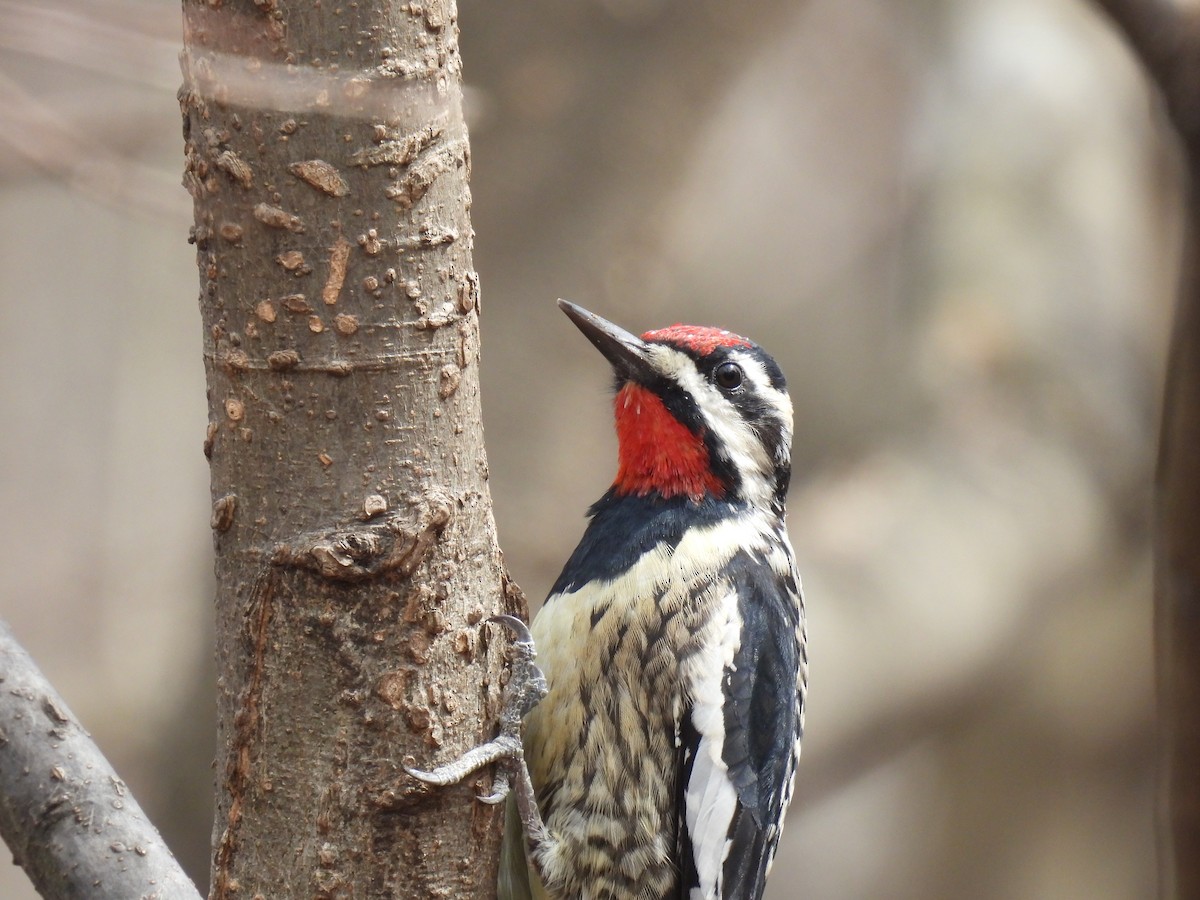 Yellow-bellied Sapsucker - ML616741690