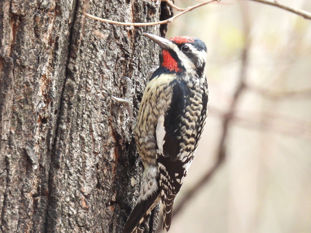 Yellow-bellied Sapsucker - ML616741691