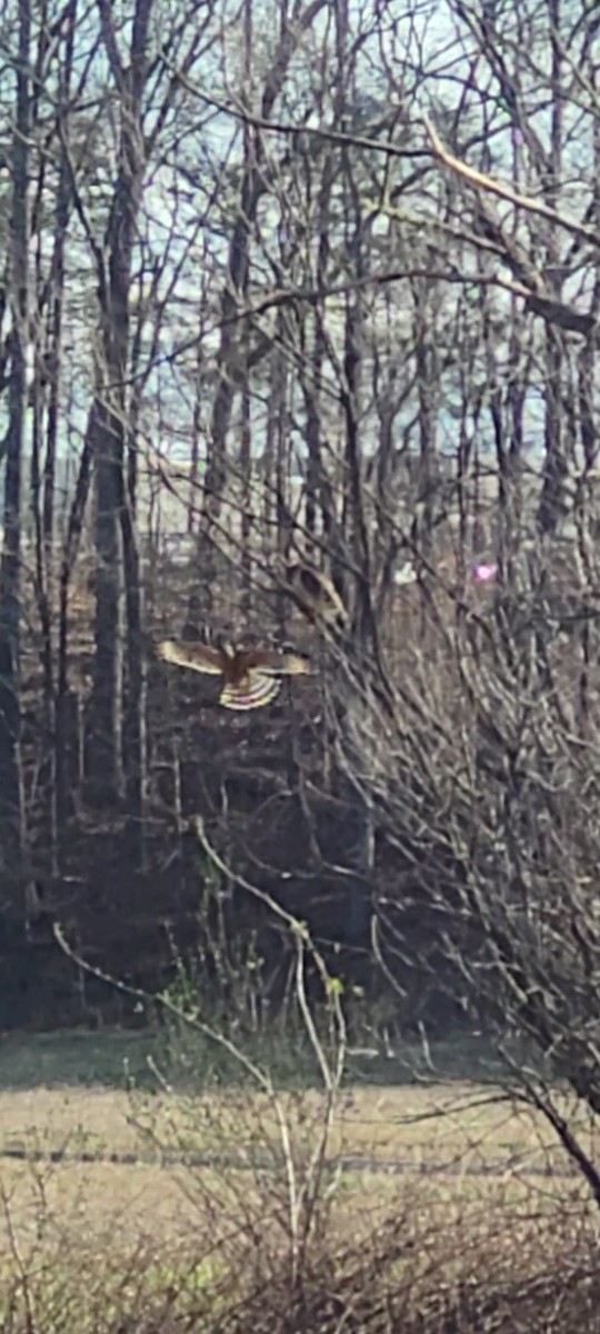 Red-shouldered Hawk - ML616741717