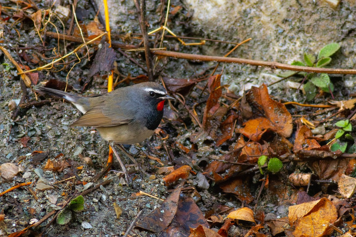 Himalayan Rubythroat - ML616741735