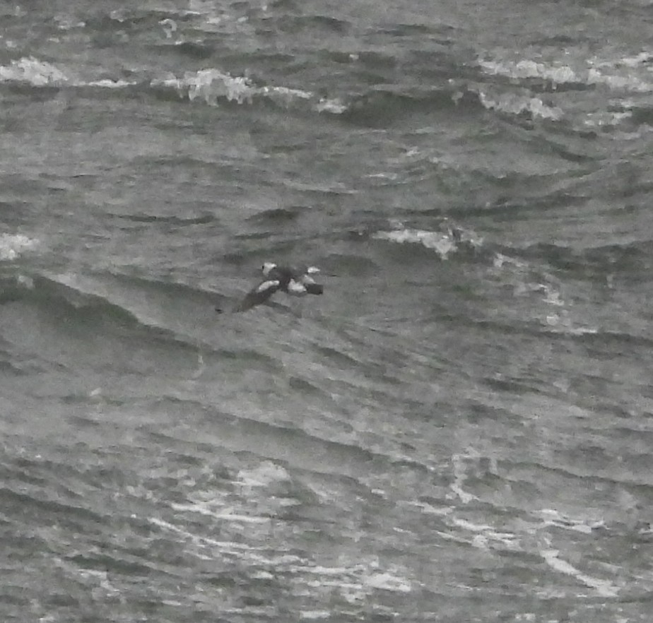 Pigeon Guillemot (columba Group) - ML616741772